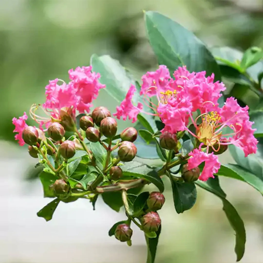 Crape Myrtle Blumensamen zur Aussaat Schnitt Blume beliebt Traditionssorte & ohne Gentechnik Samen Hausgarten