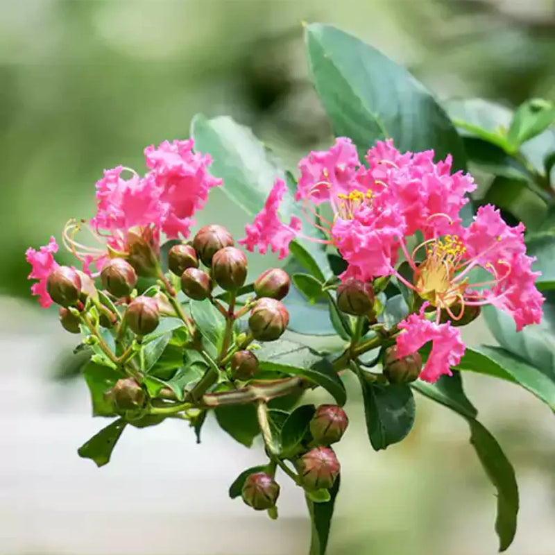 Semi di mirto crespo rosa da seminare – spettacolo colorato – varietà tradizionale e semi da giardino senza OGM