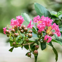 Rosa Crape Myrtle Blumensamen zur Aussaat – farbenfroh Schau – Traditionssorte & ohne Gentechnik Samen Hausgarten