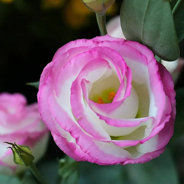 Rosa eustoma samen for anpflanzung
