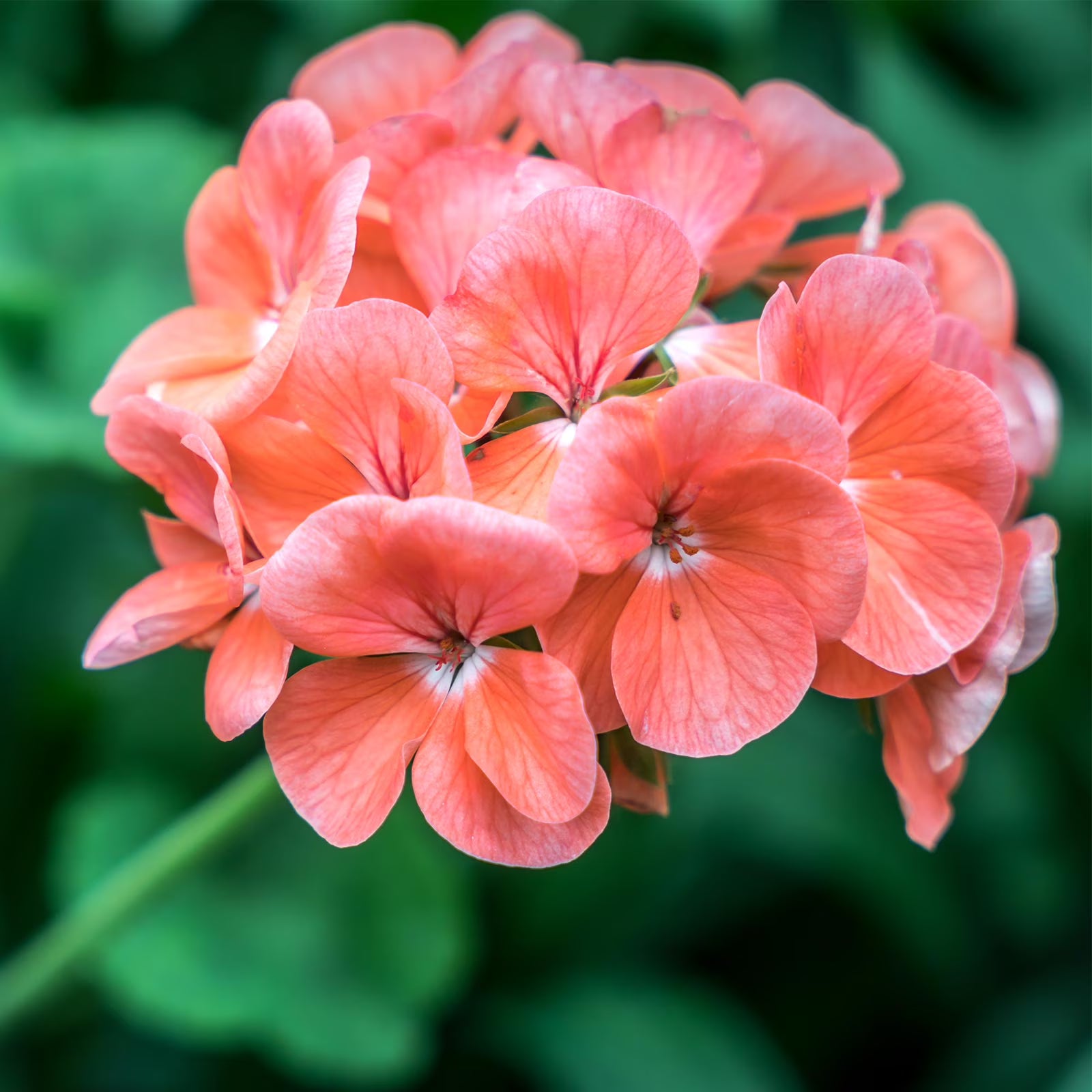 zart Rosa Pelargonium Hortorum Blumensamen zur Aussaat – Drought verträglich – Traditionssorte & ohne Gentechnik Samen Hausgarten