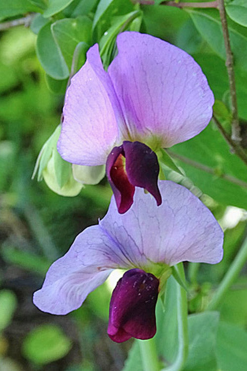 Pisum Sativum Blumensamen zur Aussaat – pflegeleicht – Traditionssorte & ohne Gentechnik Samen Hausgarten