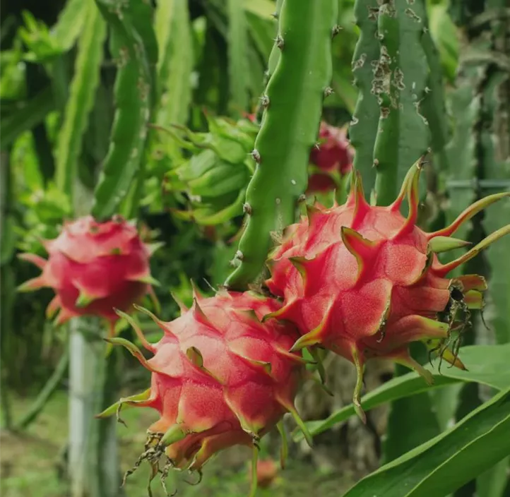 Graines de fruit du dragon faciles à planter