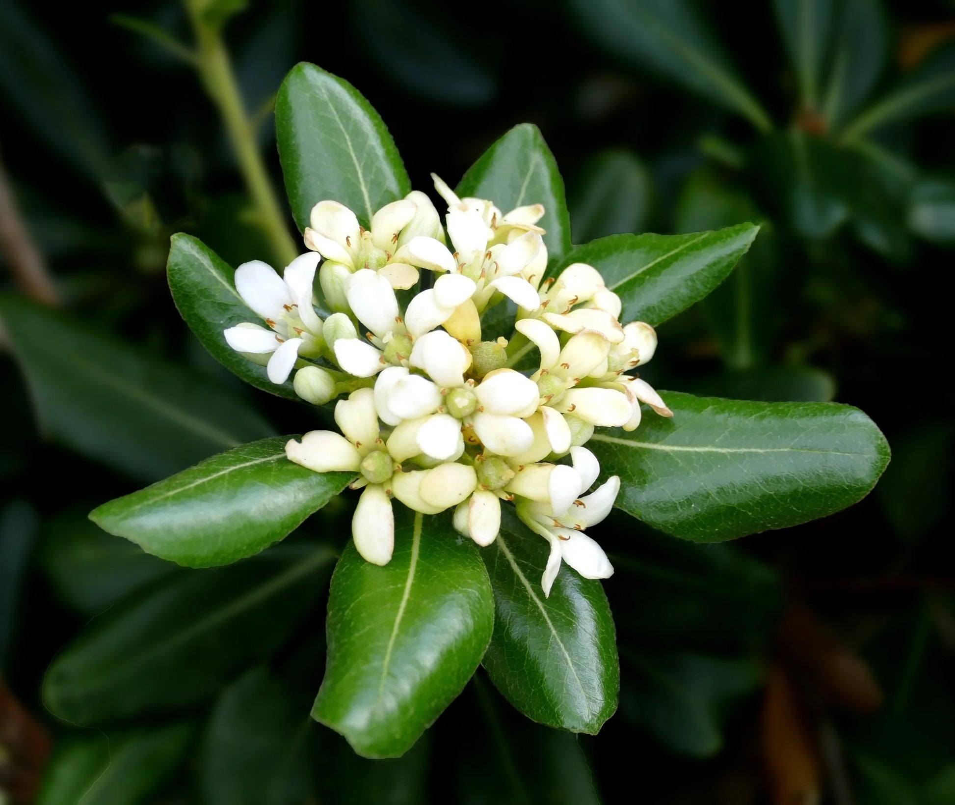 Pittosporum Tobira Blumensamen zur Aussaat – Schnitt Blume beliebt – Traditionssorte & ohne Gentechnik Samen Hausgarten