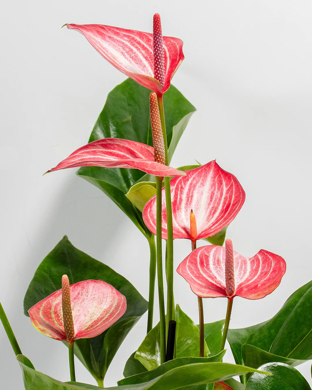 klein Rosa Flamingoblume Blumensamen zur Aussaat Landhaus Garten wichtig Traditionssorte & ohne Gentechnik Samen Hausgarten