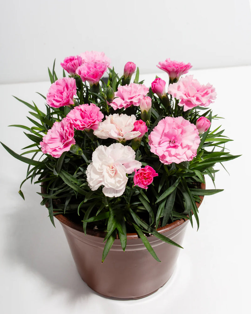 Semi di garofano rosa da seminare, dai colori vivaci e decorativi, varietà tradizionale e senza OGM, semi per giardino domestico