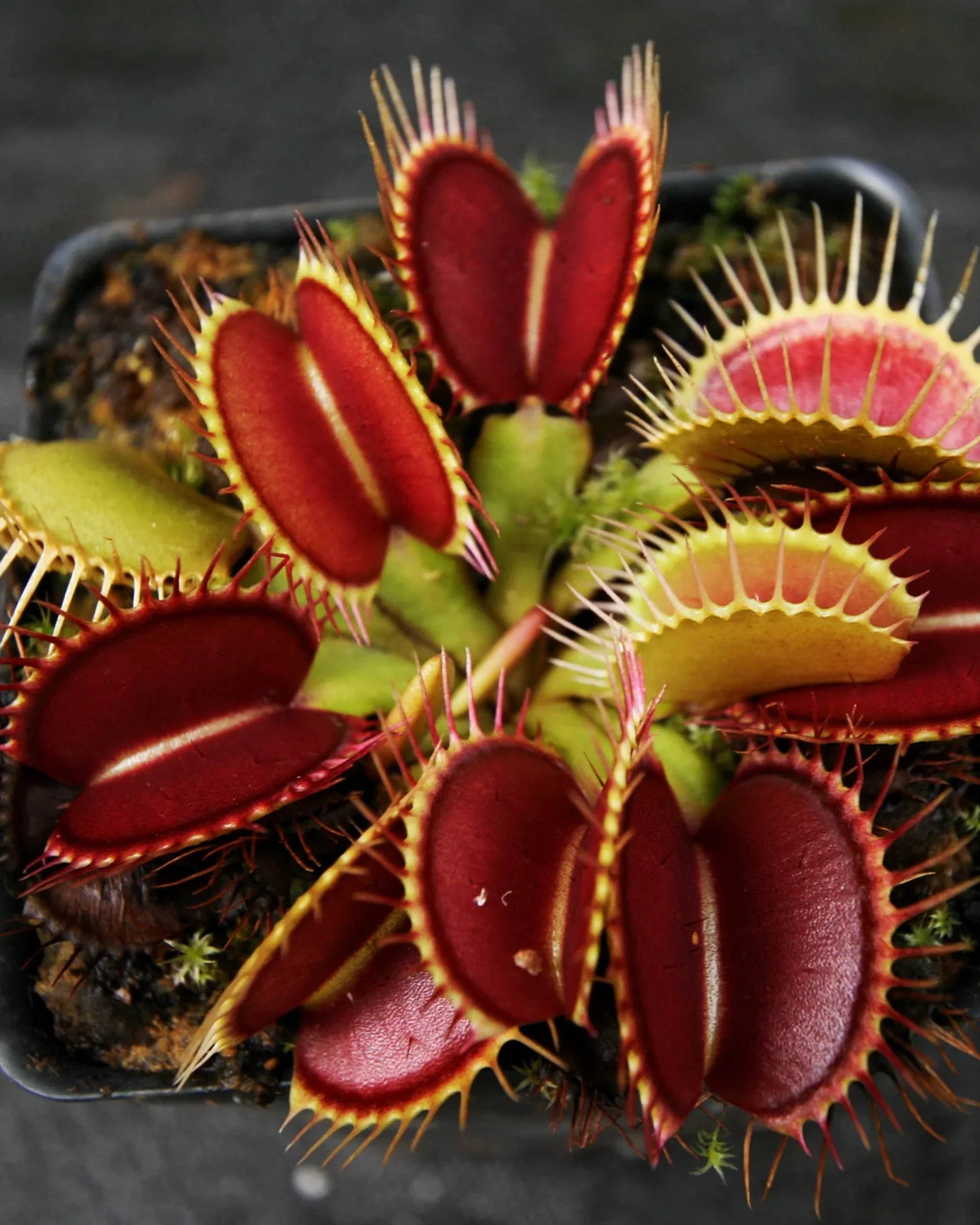 Grün Venus Fly Trap Kräutersamen zur Aussaat – Wildblume Mischung – Traditionssorte & ohne Gentechnik Samen Hausgarten