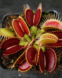 Grün Venus Fly Trap Kräutersamen zur Aussaat – Wildblume Mischung – Traditionssorte & ohne Gentechnik Samen Hausgarten
