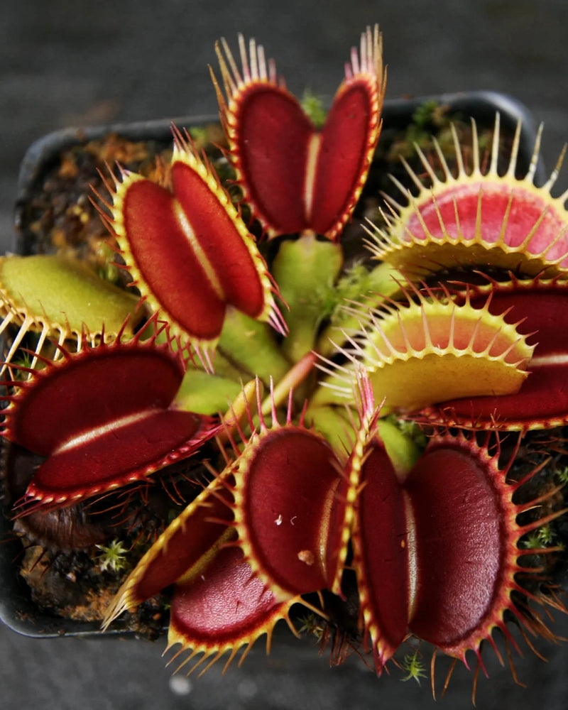 Grün Venus Fly Trap Kräutersamen zur Aussaat – Wildblume Mischung – Traditionssorte & ohne Gentechnik Samen Hausgarten