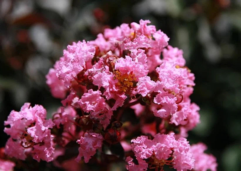 dunkel Rosa CREPE Lagerstroemia Cespuglio Albero Fiore Samen Garten Blume Aussaat