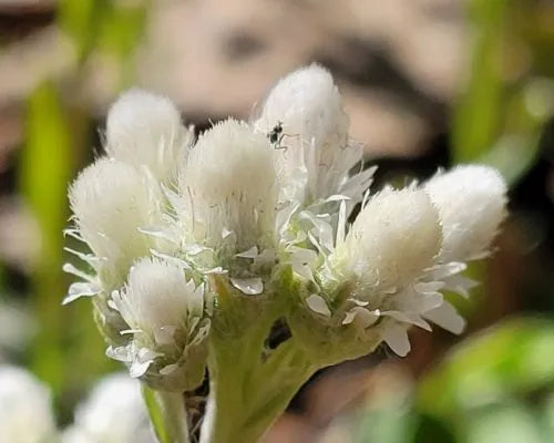 Pussytoes Blumensamen zur Aussaat robust Sorte Traditionssorte & ohne Gentechnik Samen Hausgarten