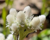 Pussytoes Blumensamen zur Aussaat robust Sorte Traditionssorte & ohne Gentechnik Samen Hausgarten