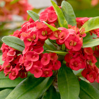 Rot Euphorbia Blumensamen zur Aussaat – Landhaus Garten wichtig – Traditionssorte & ohne Gentechnik Samen Hausgarten