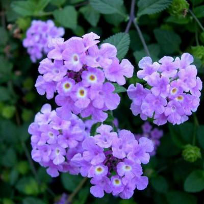 Lila Wandelröschen Blumensamen zur Aussaat robust Sorte Traditionssorte & ohne Gentechnik Samen Hausgarten