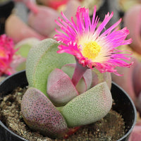 Pleiospilos Blumensamen zur Aussaat hochwertige Qualitäts- Traditionssorte & ohne Gentechnik Samen Hausgarten