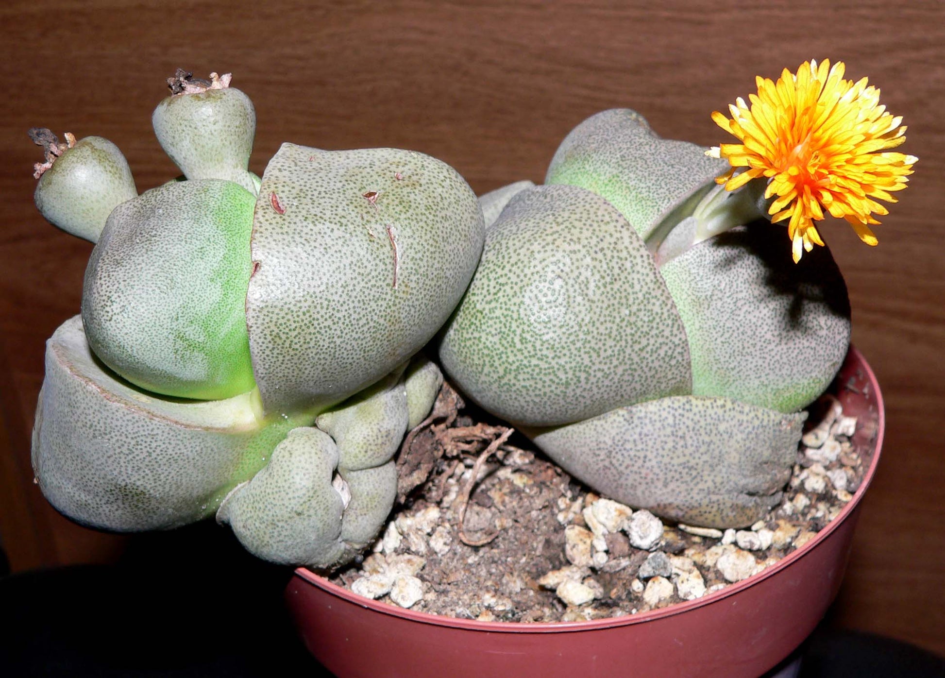 Pleiospilos Blumensamen zur Aussaat Landhaus Garten wichtig Traditionssorte & ohne Gentechnik Samen Hausgarten