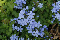 Plumbago Blumensamen zur Aussaat sonnenliebend Traditionssorte & ohne Gentechnik Samen Hausgarten