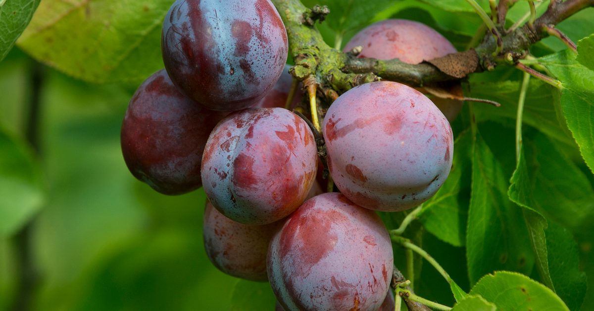 Pflaumen Frucht Samen für einfaches Anpflanzen