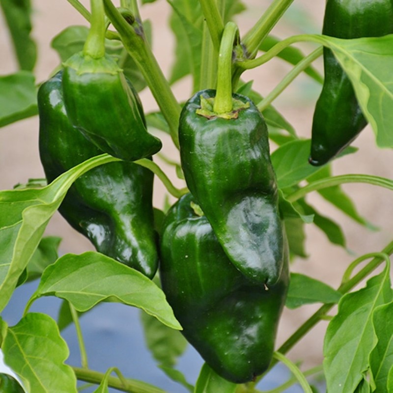 Semi di peperone Poblano verde da piantare