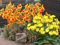 Calceolaria Purse Blumensamen zur Aussaat duftend Blüten Traditionssorte & ohne Gentechnik Samen Hausgarten