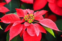 Poinsettia blume samen for anpflanzung cut blume favorite heirloom & gmo free samen for home garten 
 
 sale for anpflanzung in home garten