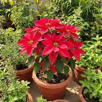 Poinsettien Samen Euphorbia pulcherrima