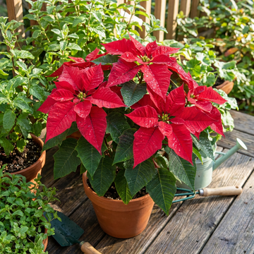 Poinsettien Samen Euphorbia pulcherrima