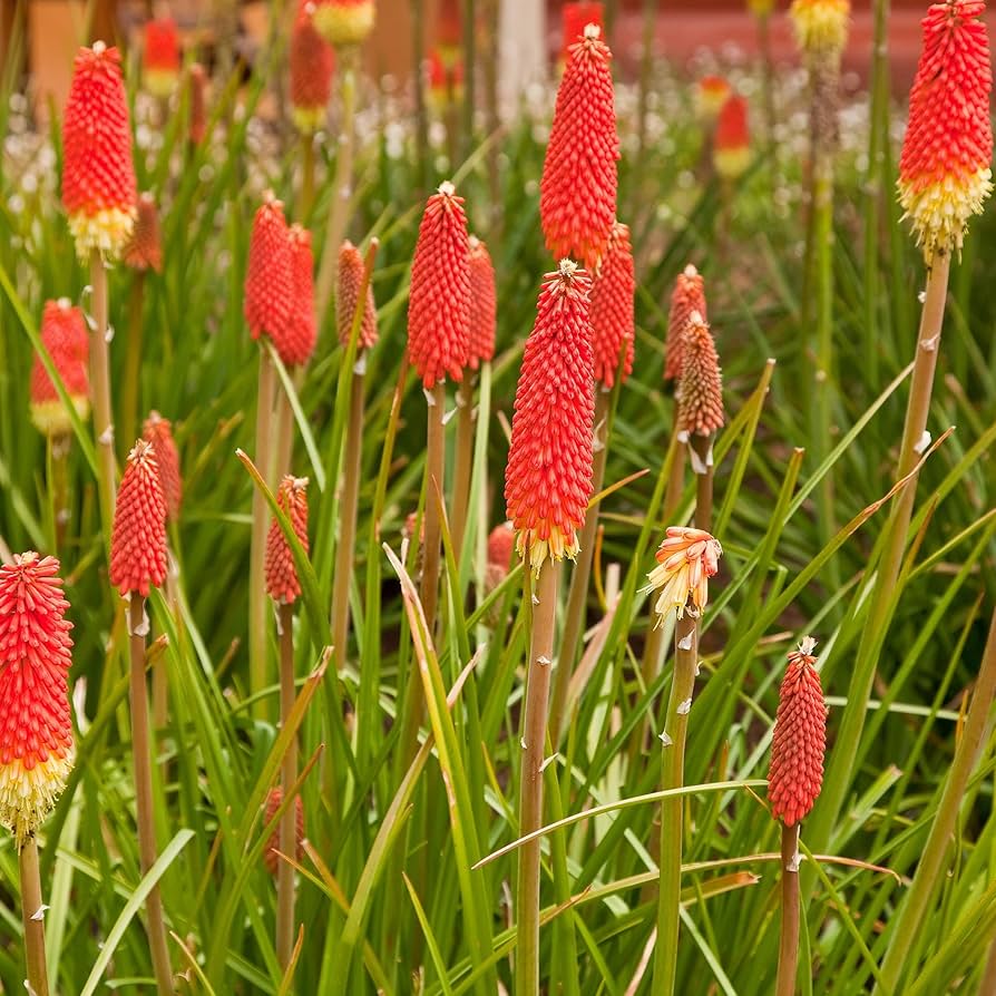 Non gmo rot pokerflower samen