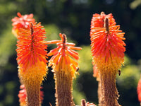 Ornamental rot pokerflower samen for landscapes