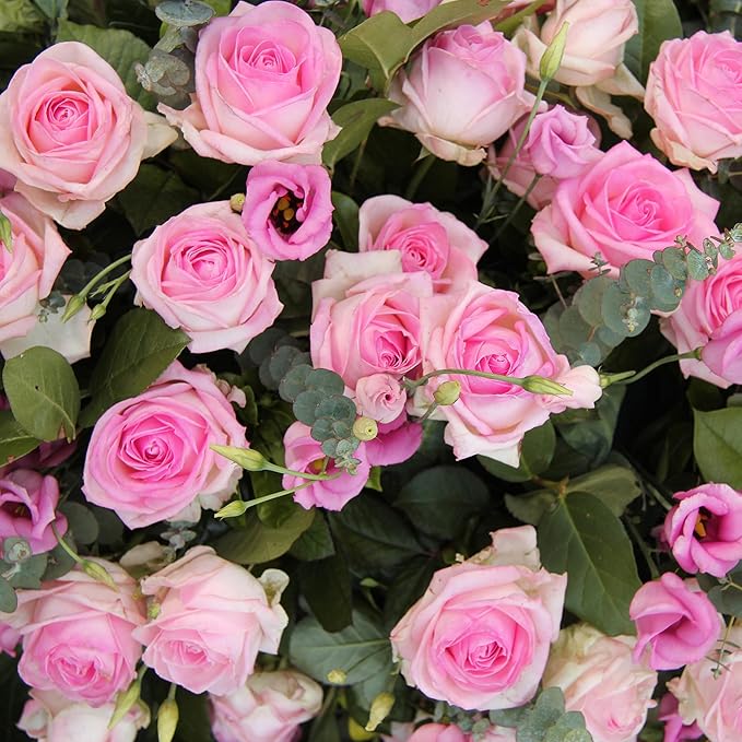 Pollinator-friendly eustoma samen
