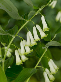 Polygonatum Blumensamen zur Aussaat farbenfroh Schau Traditionssorte & ohne Gentechnik Samen Hausgarten