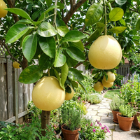 Pomelo Samen Zitrusfrucht