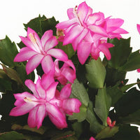 Weihnachtskaktus Blumensamen zur Aussaat lang Blüte Saison Traditionssorte & ohne Gentechnik Samen Hausgarten