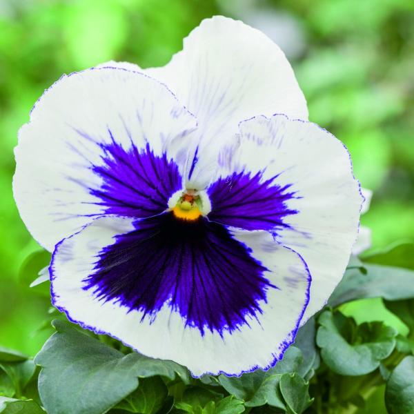 Stiefmütterchen Blumensamen zur Aussaat – Landhaus Garten wichtig – Traditionssorte & ohne Gentechnik Samen Hausgarten