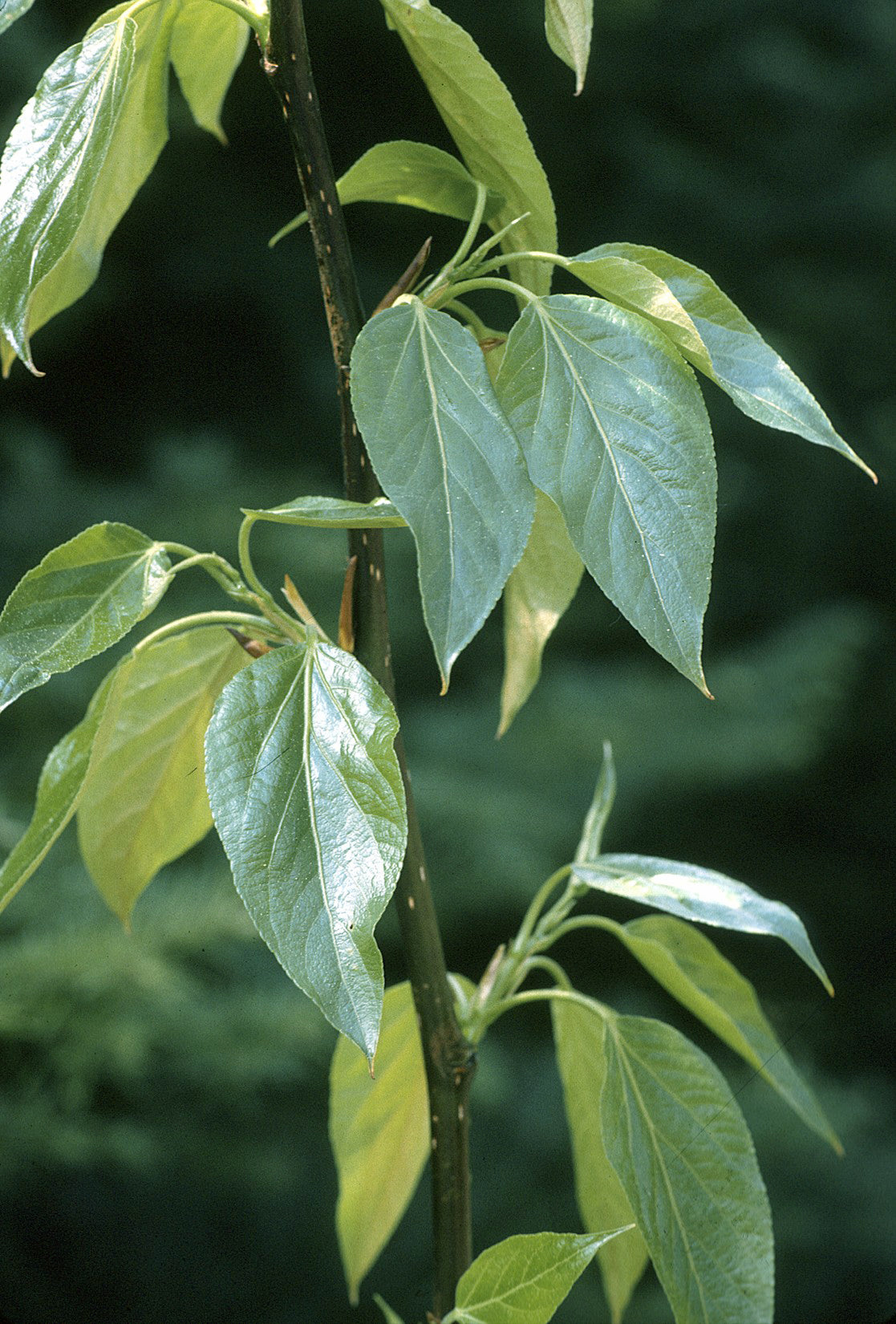 Grün Balsamifera Blumensamen zur Aussaat – Halbschatten verträglich – Traditionssorte & ohne Gentechnik Samen Hausgarten