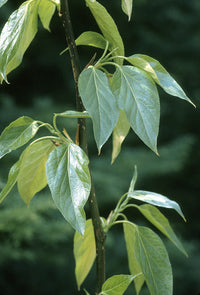 Grün Balsamifera Blumensamen zur Aussaat – Halbschatten verträglich – Traditionssorte & ohne Gentechnik Samen Hausgarten