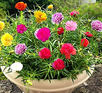 Portulaca blume samen for anpflanzung