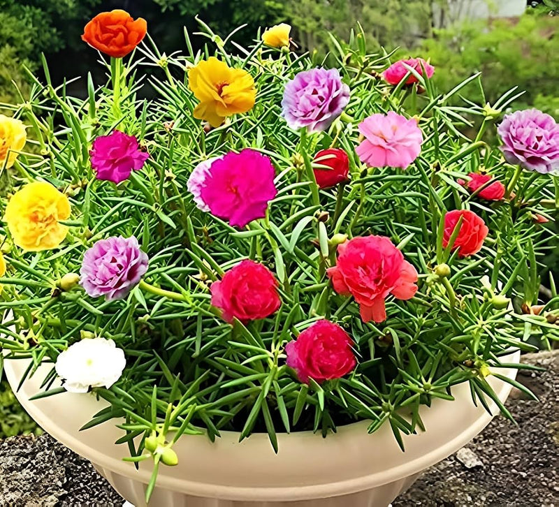 Portulaca blume samen for anpflanzung