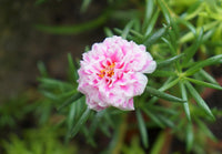 Non gmo rosa portulaca sundial samen