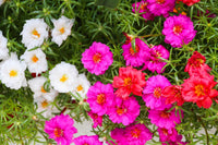 Non gmo lila portulaca samen