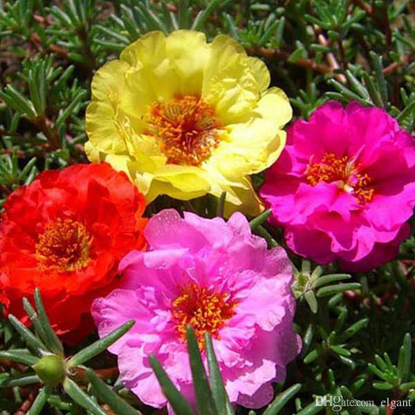 Non gmo portulaca blume samen