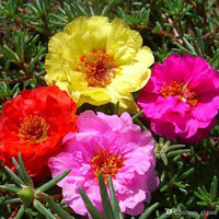 Non gmo portulaca blume samen