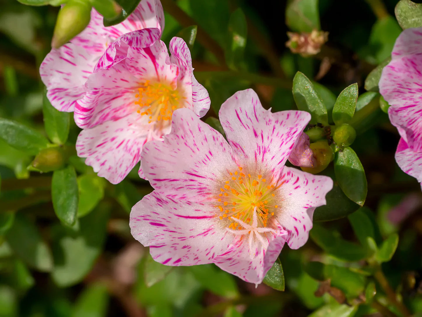 Rosa portulaca sundial flowering samen for gardens