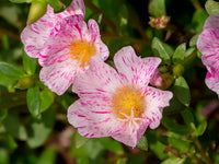 Rosa portulaca sundial flowering samen for gardens