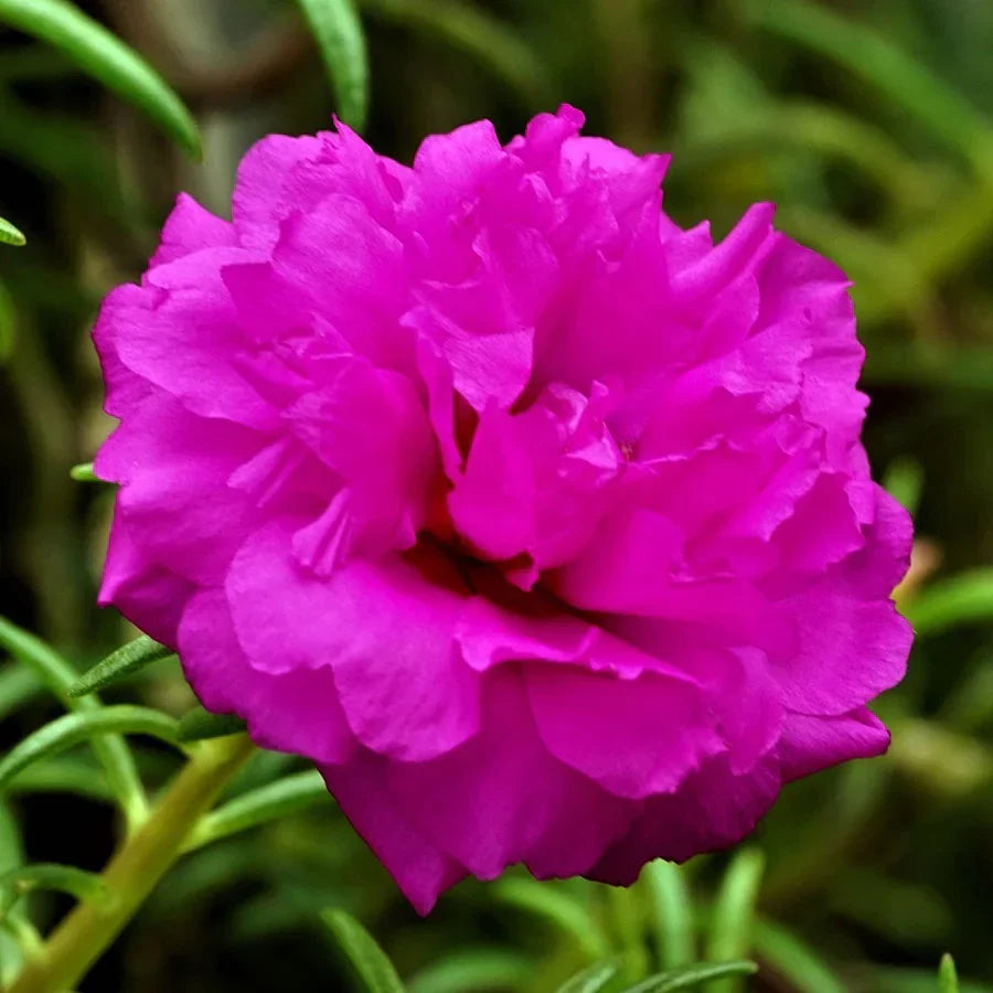 Lila portulaca flowering samen for gardens