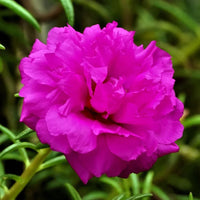 Lila portulaca flowering samen for gardens