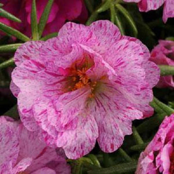 Rosa portulaca sundial samen for anpflanzung