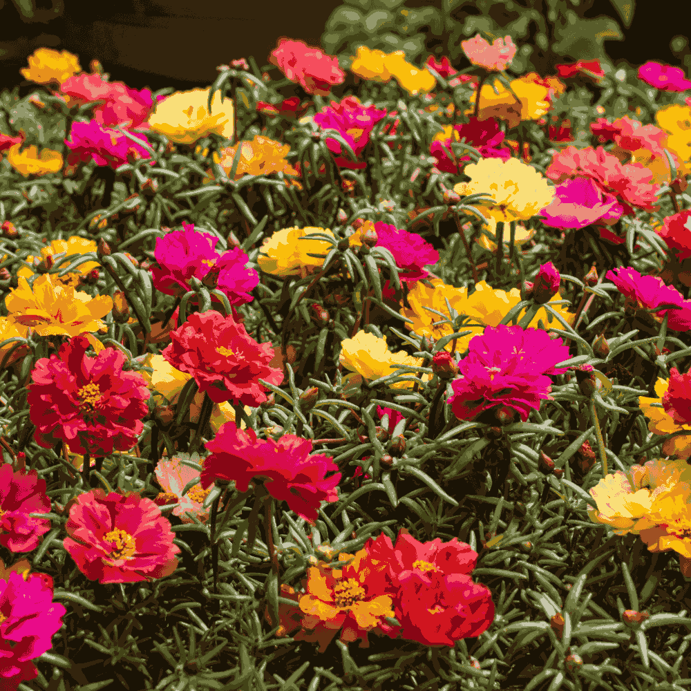 Portulaca Blumensamen zur Aussaat – Drought verträglich – Traditionssorte & ohne Gentechnik Samen Hausgarten