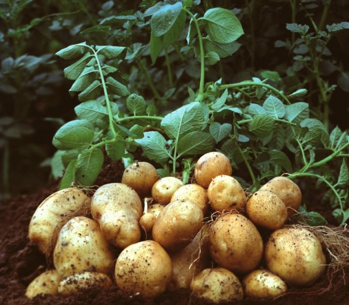 Segunda papas gemüse samen für aussaat - samen delicious and nutritious potato