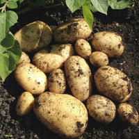 Gelb Potato Gemüsesamen Planting